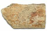Dinosaur (Triceratops) Frill Shield Section - Montana #338935-1